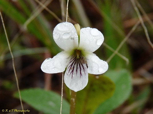{Viola lanceolata var. lanceolata}